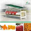 Cherry tomato sorting machine 3