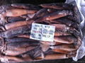 seafrozen illex argentinus squid fresh for bait