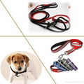 pet leash  1