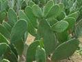 Cactus Extract