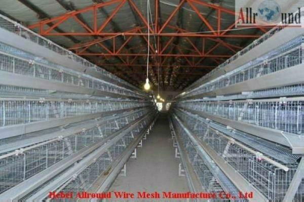 Absorbing poultry equipment for machines hatching eggs 4
