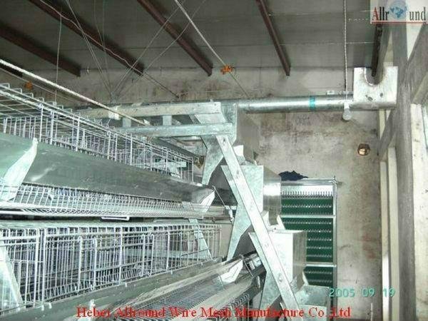 Absorbing poultry equipment for machines hatching eggs 5