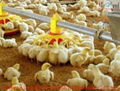 Complete controlled poultry farm equipment   2