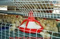 poultry farm equipment   4