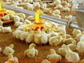 Automatic Broiler Poultry Farm Equipment   4