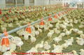 Automatic Broiler Poultry Farm Equipment   5