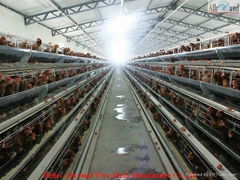 hot galvaniz poultry cage  in  china 