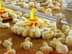 poultry farm equipment  