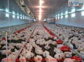 Automatic Broiler Poultry Farm Equipment   1