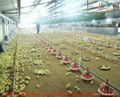 Poultry chain feeding system