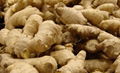 Dehydrated Ginger - Best quality