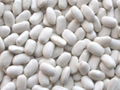 White Kidney Beans - New harvest 1