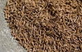 Cumin Seeds - Best Quality 1