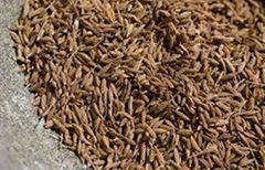 Cumin Seeds - Best Quality