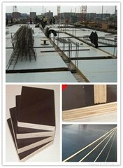 exported brown or black film faced plywood
