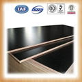 giga black construction plywood/15mm