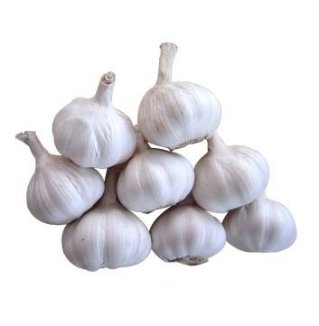 Fresh garlic 3