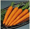 Fresh carrot 2