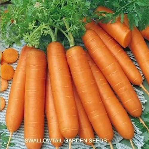 Fresh carrot 3