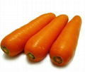 Fresh carrot 5