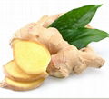 Fresh Ginger