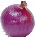 fresh onion