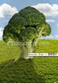 fresh broccoli 3