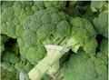 fresh broccoli 4