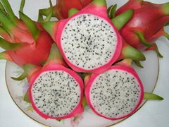 dragon fruits