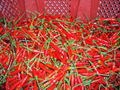 SELL FRESH SMALL RED CHILLI 1