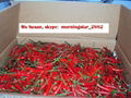 SELL FRESH SMALL RED CHILLI 3