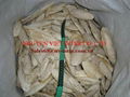 Vietnam Cuttelfish Bone hight quality 4