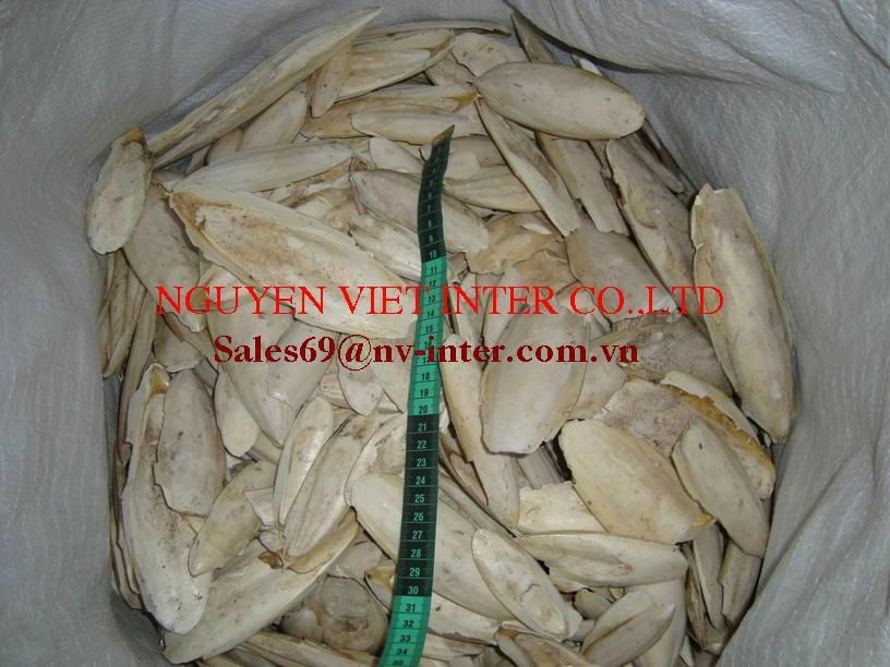 Vietnam Cuttelfish Bone hight quality 4