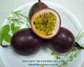 PASSION FRUIT With Hight Quality 2