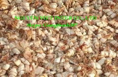 best selling and quality dried shrimp