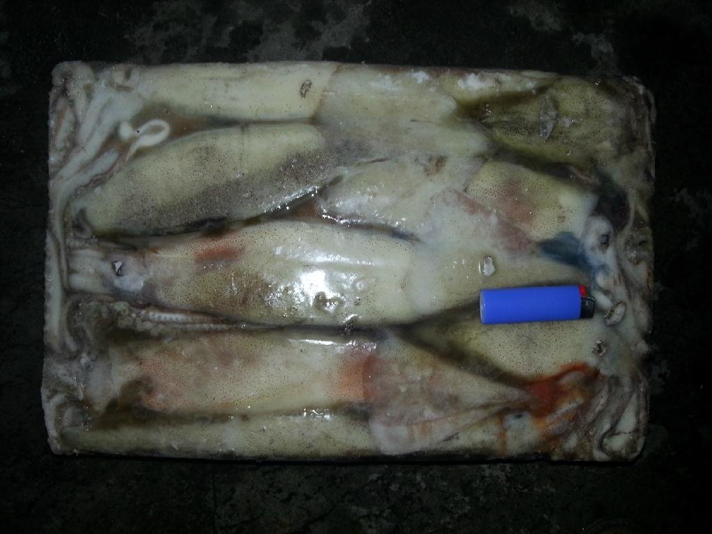 魷魚 4
