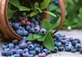 藍莓鮮果 1