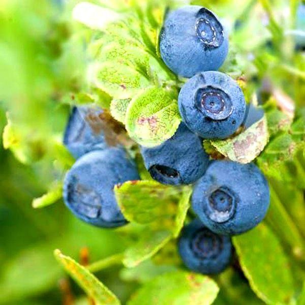 Bilberry extract 2