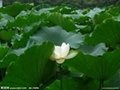 Lotus leaf extract