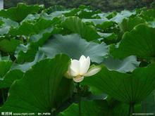 Lotus leaf extract