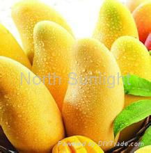 Mango Flavor