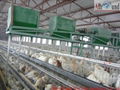 Kenya poultry house      3