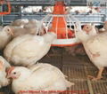 Chicken farm poultry equipment for