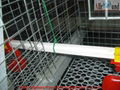 commercial chicken cage