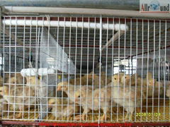 Cheap young chicken cage