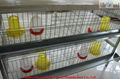 New Design Poultry Chciken Cages For Young Chicken 5