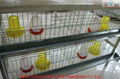 Baby Birds Cage 4