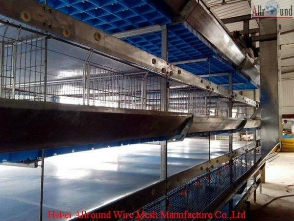 layer cage for poultry chicken pullet housing equipment     4