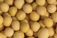 Soybeans Seeds