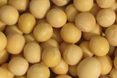 Soybeans Seeds